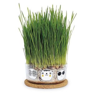 Hierba gatera Garden Pocket